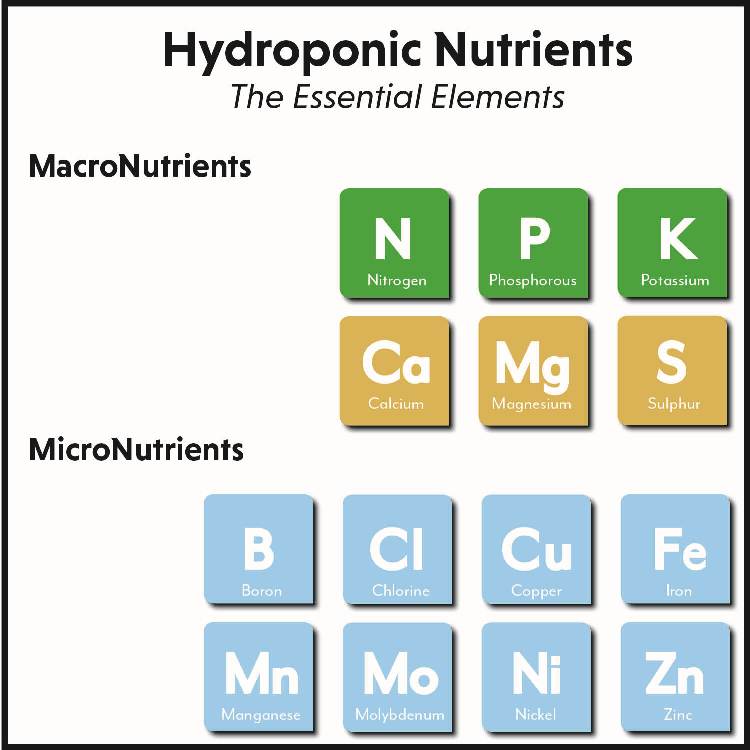 Discover how to create the perfect hydroponic nutrient solution for your plants. Get tips on choosing the right nutrients and pH levels to maximize your garden's growth.