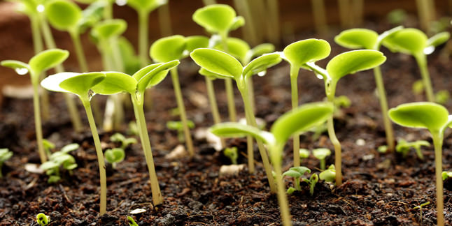 plant cloning process