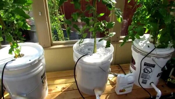 A Simple Hydroponic Bucket System for Beginners - my Garden and Greenhouse