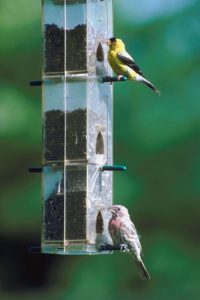 Creating a Backyard Bird Sanctuary - my Garden and Greenhouse