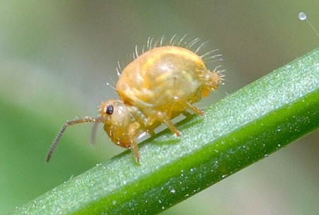 Springtails stick the landing as the world's tiniest acrobats – envirobites