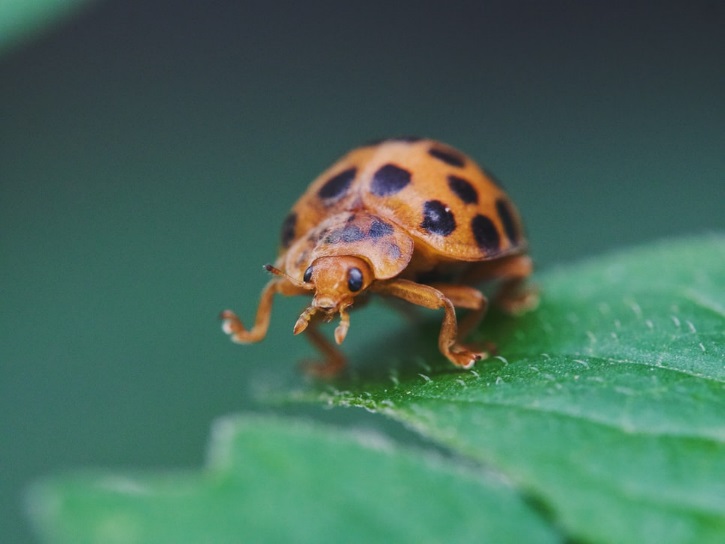 The Asian Lady Beetle is the Ladybug Look-Alike and It May Not Be Good for  Your Home - Designing Spaces