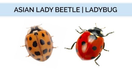 What’s This Bug? The Asian Lady Beetle - My Garden And Greenhouse