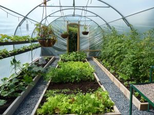 A Beginners Guide To Growing Vegetables In A Greenhouse - My Garden And 