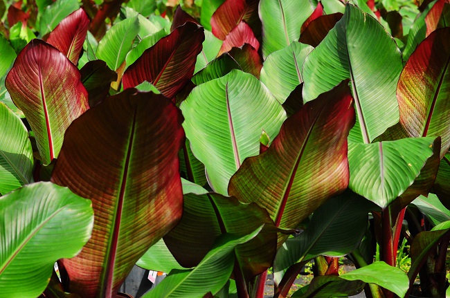 banana tree leaves poisonous