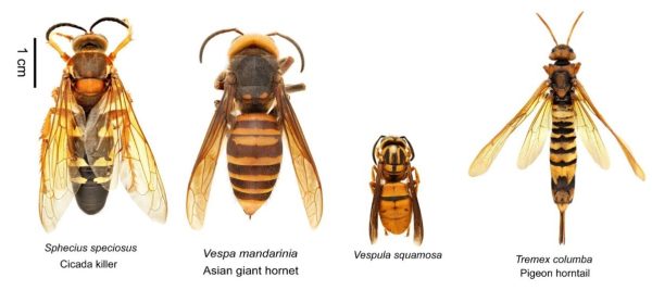 What’s This Bug? The Cicada Killer Wasp - my Garden and Greenhouse