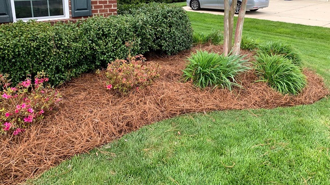 Image of Pine needle mulch in garden bed