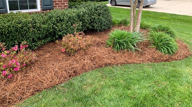 Mulch Naturally with Pine Needles (Pine Straw), Davey Blog