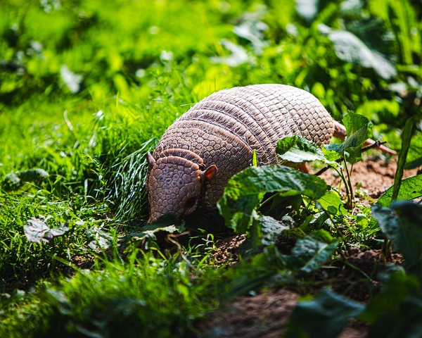 Armadillos - What They Are and How to Get Rid of Them