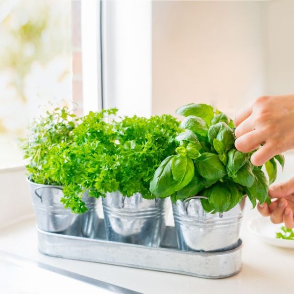 How to Grow Herbs Indoors for Year round Enjoyment my Garden and