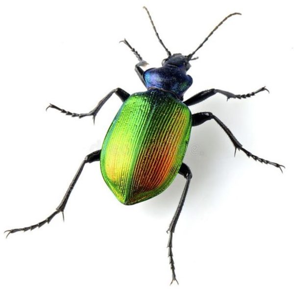 What's This Bug? The Fiery Searcher Beetle - my Garden and Greenhouse