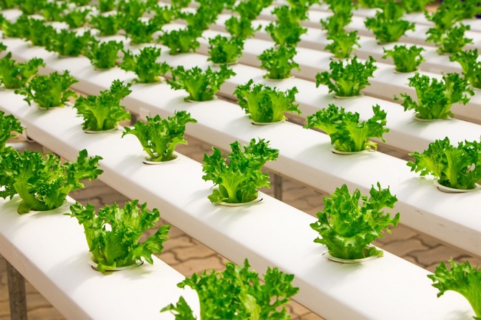 Troubleshooting Hydroponic Systems: 3 Common Issues to Watch Out For