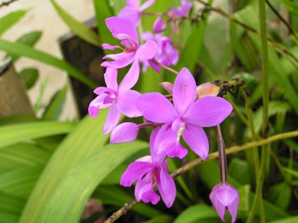 How to Properly Care for Ground Orchids - my Garden and Greenhouse