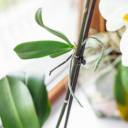 Orchid cuttings deals