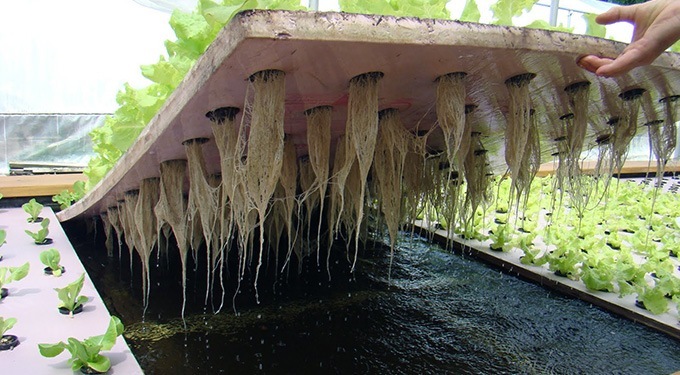 The Importance of Plant Roots in a Hydroponic System - my Garden and ...