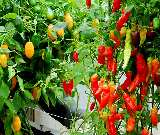 How to Grow Great Hydroponic Peppers - my Garden and Greenhouse