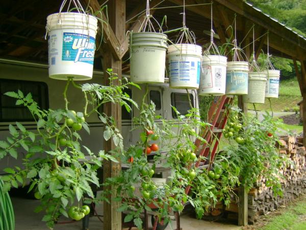 Growing tomatoes in deals buckets