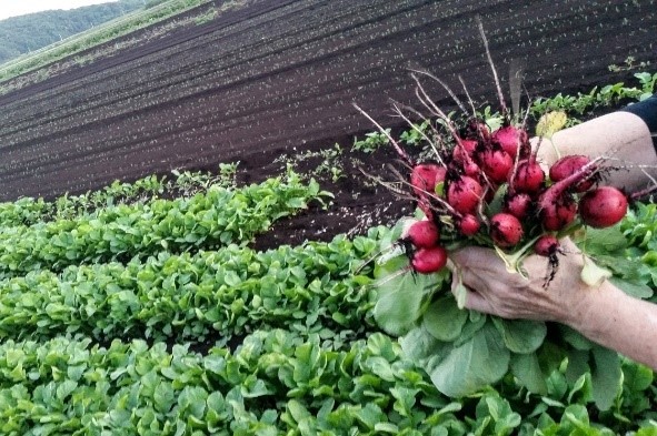 The Drowned Lands: New York's Black Dirt Region - my Garden and Greenhouse