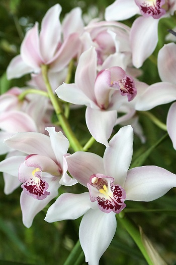 10 Essentials For Growing Stunning Cymbidiums My Garden And Greenhouse 