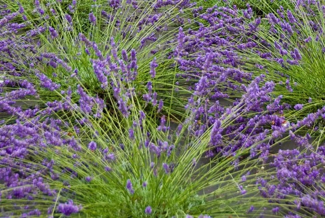 10 Fun Facts About Lavender Plants