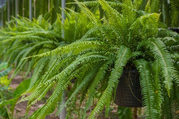 How To Grow Ferns In A Greenhouse Or Indoors - My Garden And Greenhouse