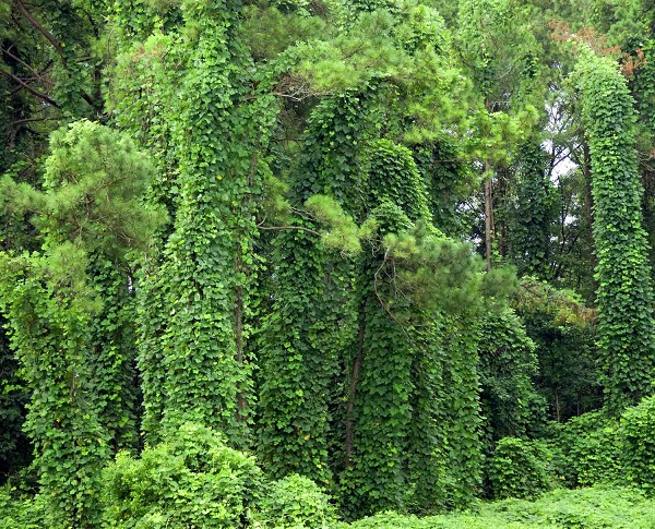 How to Control Kudzu, The Vine That Ate the South - my Garden and ...