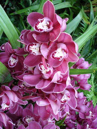 Simple Cymbidium Orchid Care For Beginners My Garden And Greenhouse 