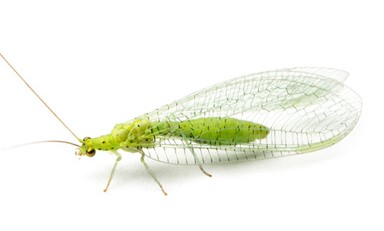 green lace wing