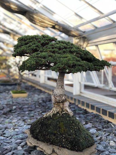 See the tiny tools required for the ancient art of bonsai