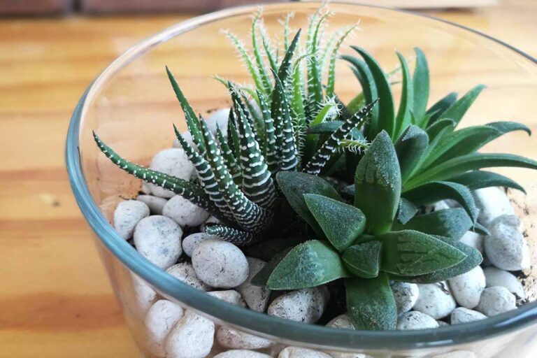 Haworthias Are Super Succulents For Small Spaces My Garden And Greenhouse 1742