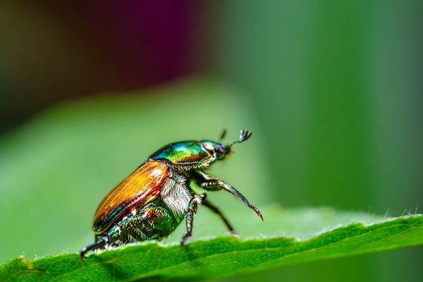 How to Eliminate Japanese Beetles from Your Lawn and Garden - my Garden ...