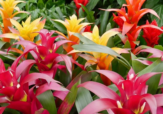 Guzmania Offer Exotic Beauty for Your Garden and Home - my Garden and ...