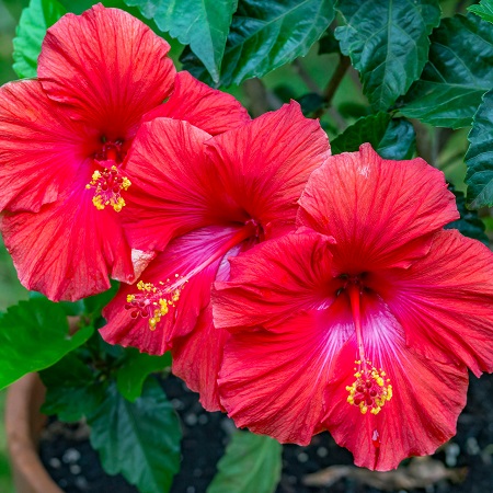 Hibiscus: How to Plant, Grow, and Care for Hibiscus Flowers