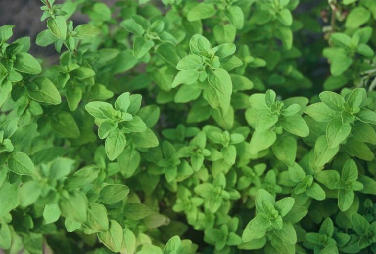 How to Grow Marjoram in Your Garden, Home, or Greenhouse my Garden