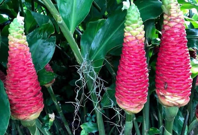 How to Grow and Care for the Shampoo Ginger Plant - my Garden and ...