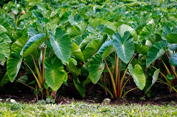 How To Grow Taro Root In Your Garden And Your Greenhouse My Garden