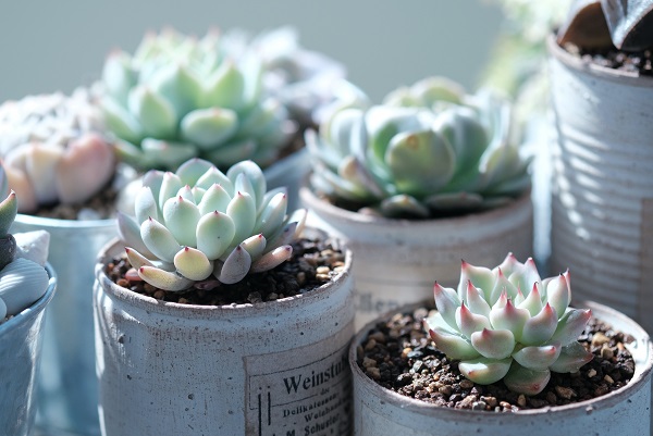 Why Succulents Make Such Good Houseplants