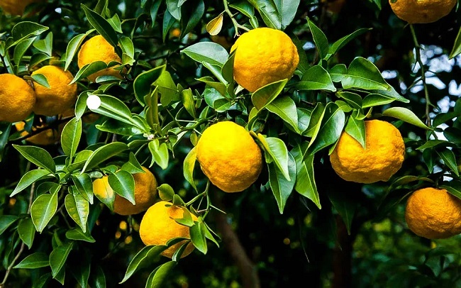 What is Yuzu Fruit: Health Benefits