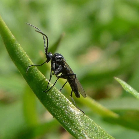 Dark-winged fungus gnats and white flies are stuck on a yellow
