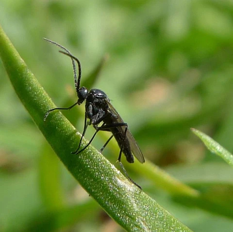 How To Get Rid of Gnats in Your Home & Garden in 2023