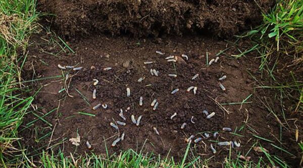 How To Control Grubs And Prevent Lawn Damage - My Garden And Greenhouse